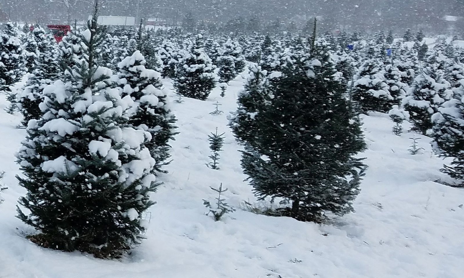 treefarm
