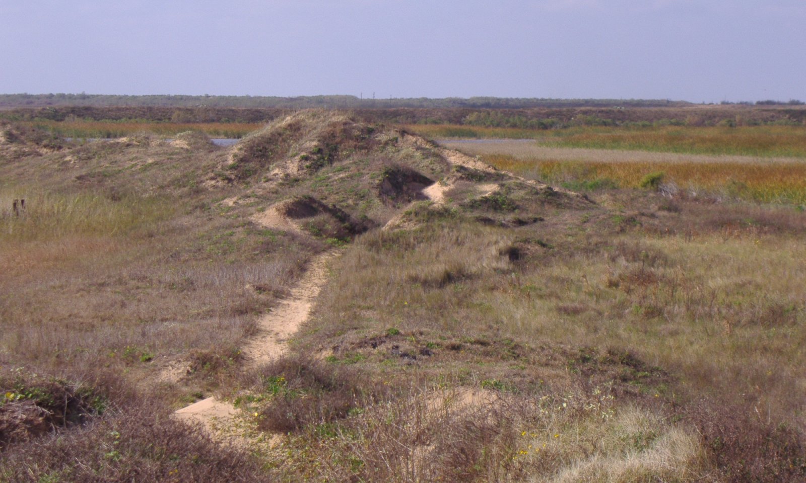 714_coastal dune_150B
