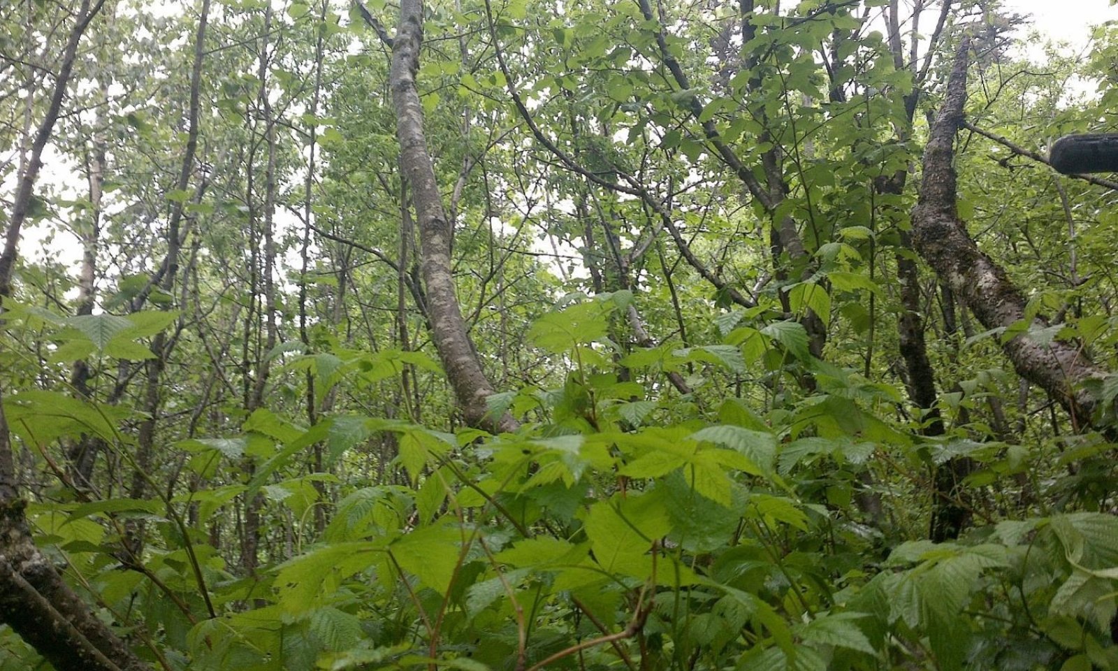Picture1