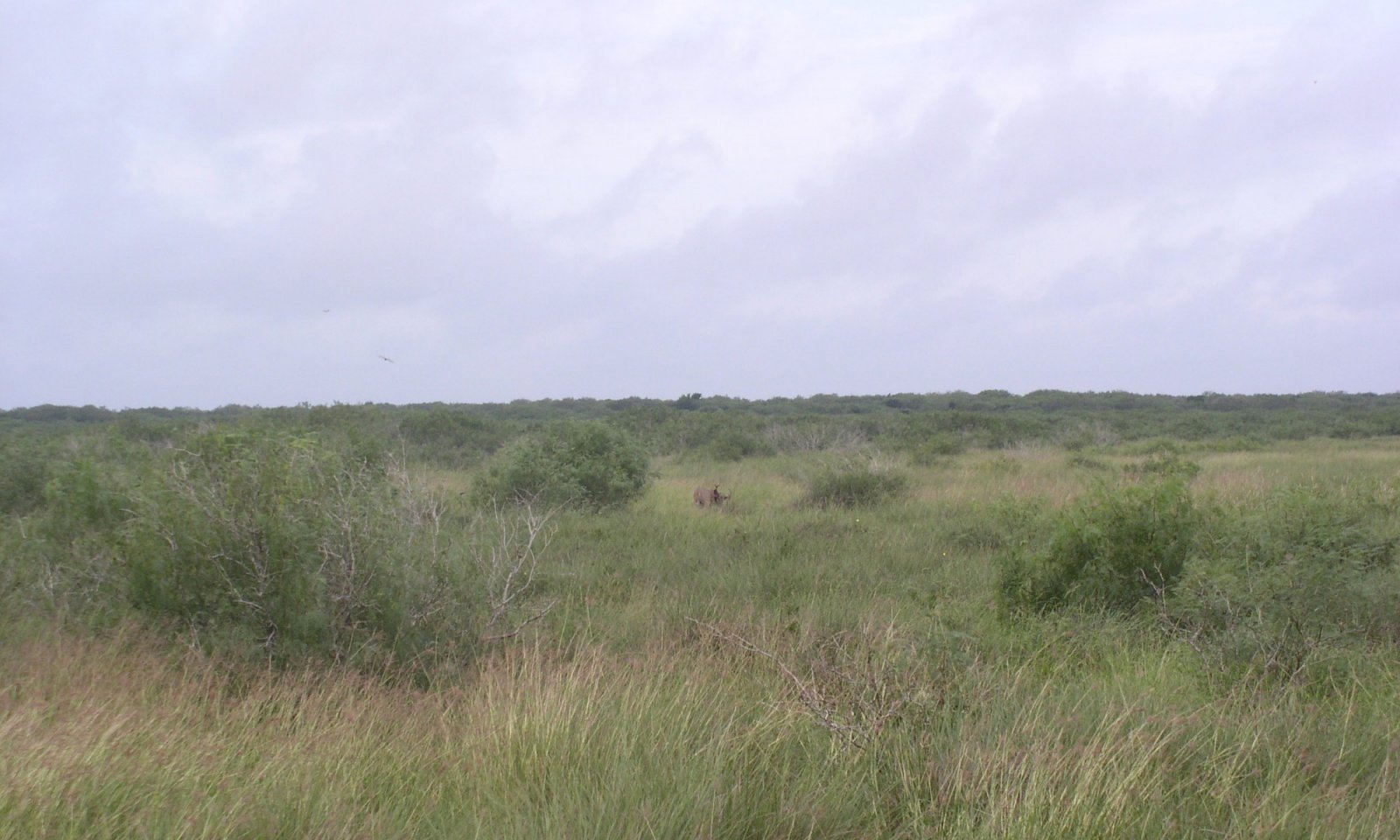 551_salty prairie_150B