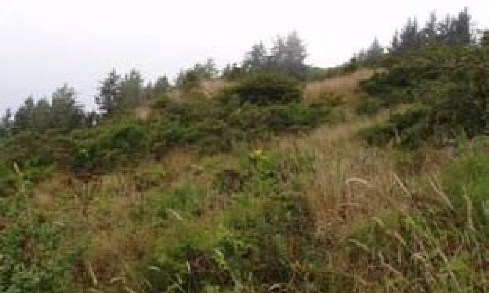 CoastalScrub_Patches