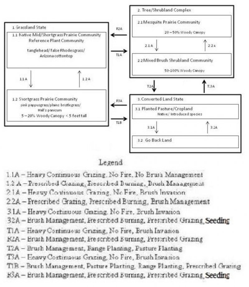 Model diagram