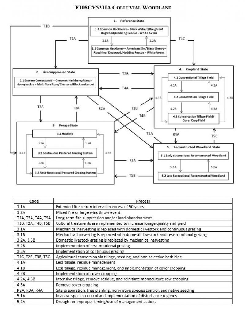 Model diagram