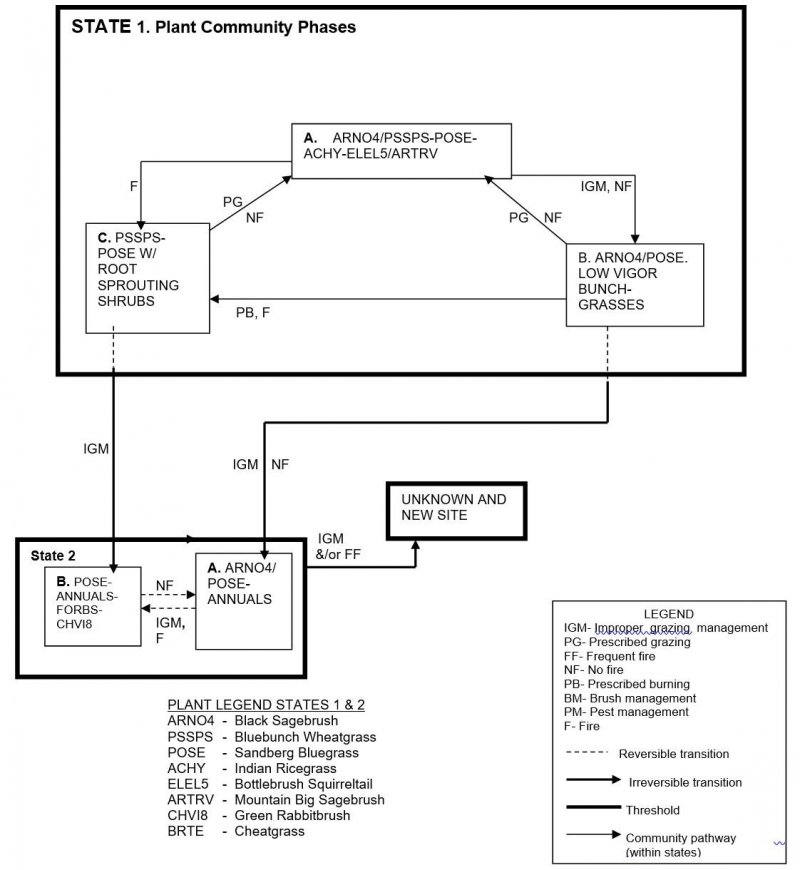 Model diagram