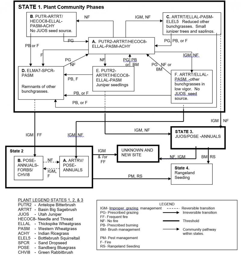 Model diagram