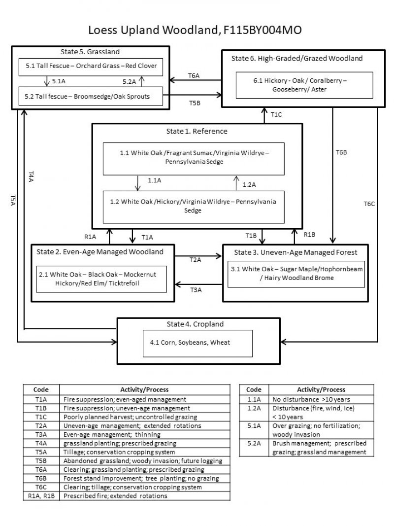 Model diagram