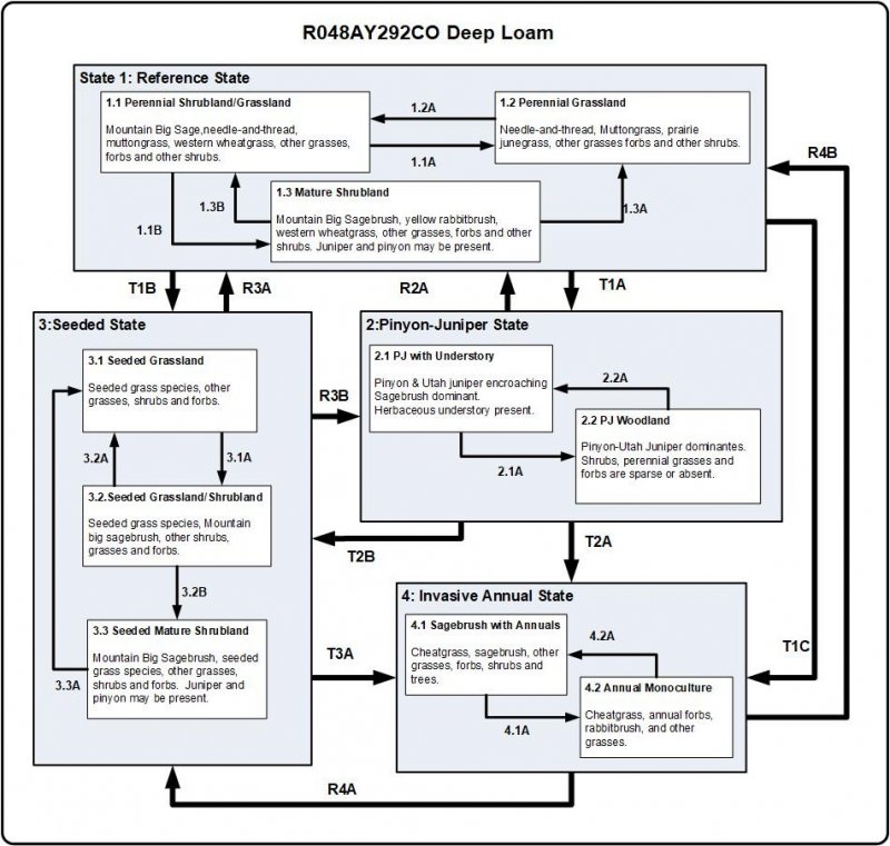 Model diagram