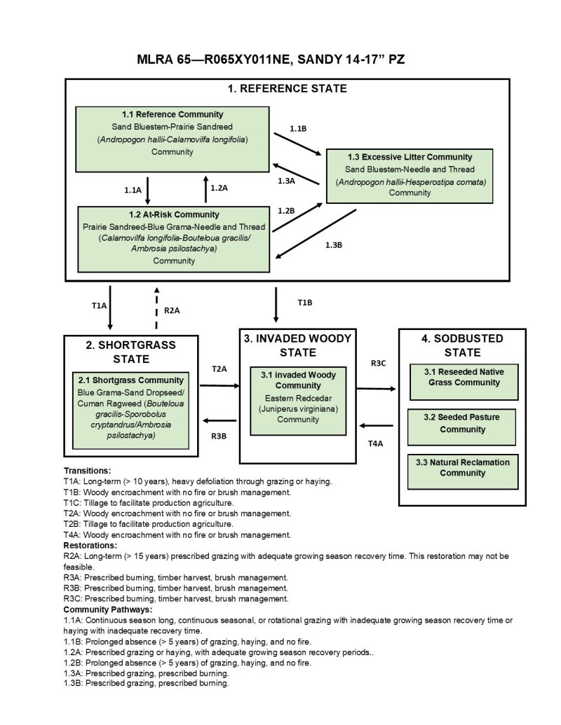 Model diagram