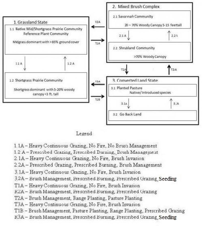 Model diagram