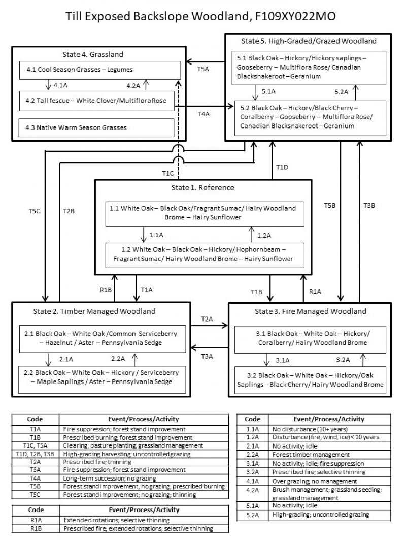 Model diagram