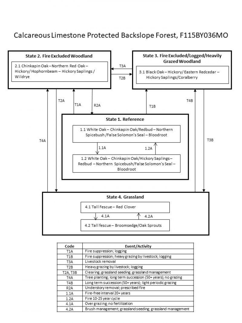 Model diagram