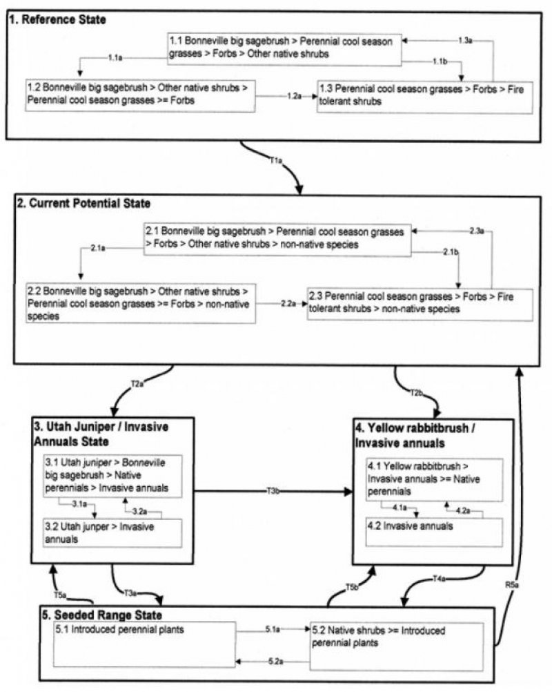 Model diagram