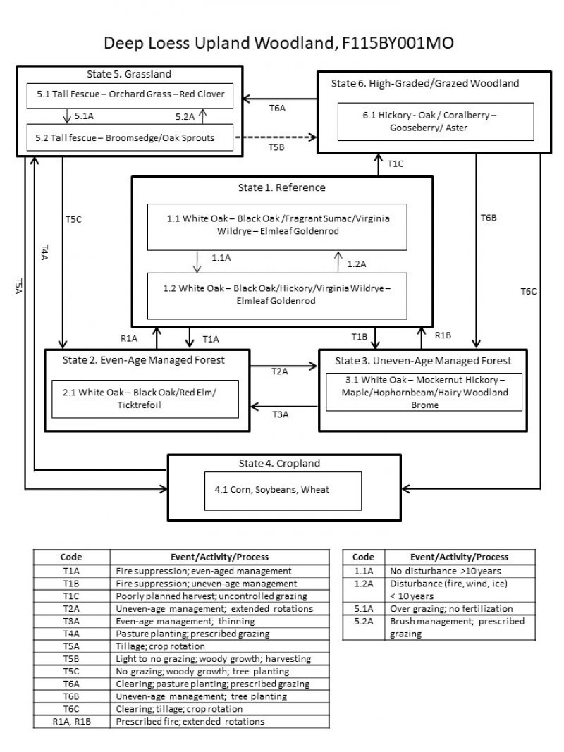 Model diagram