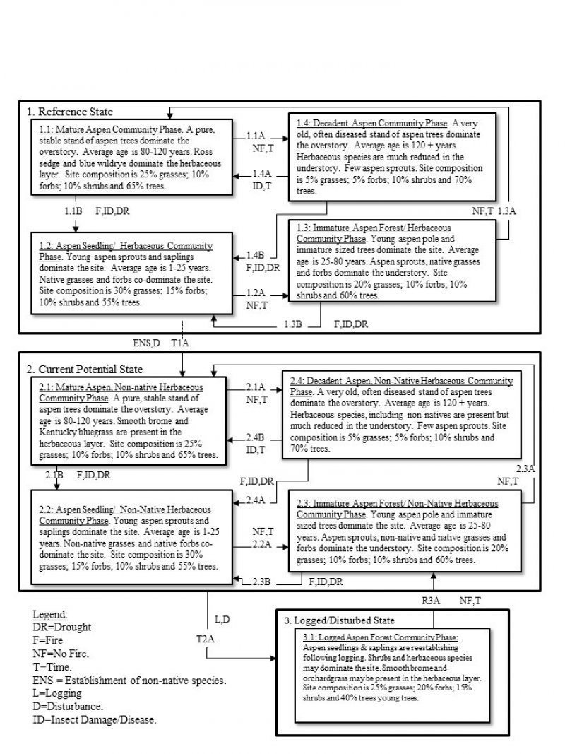 Model diagram