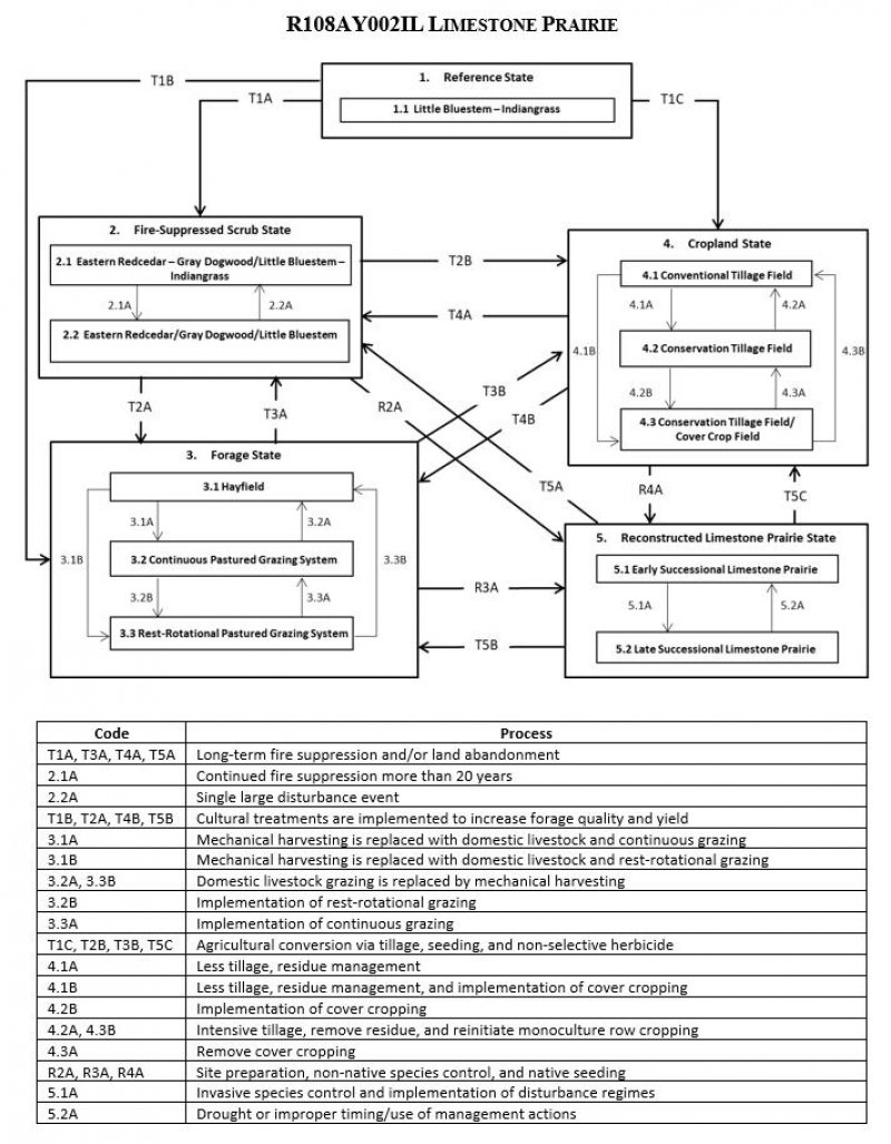 Model diagram