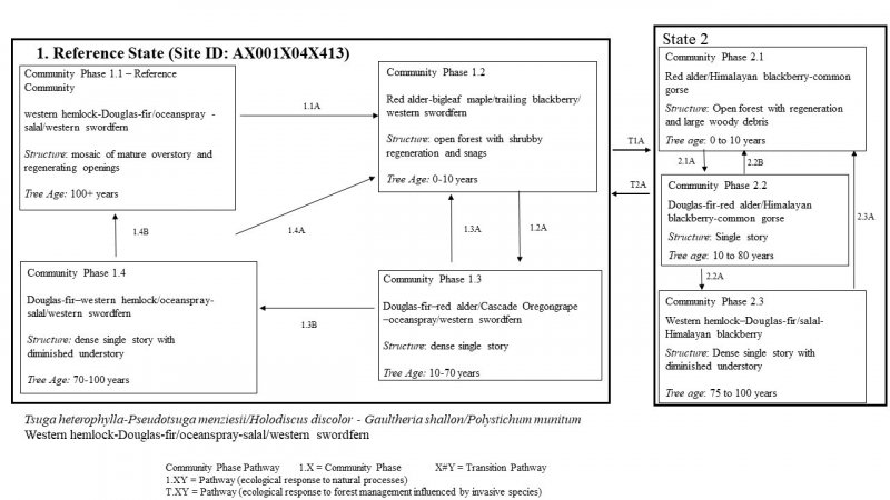Model diagram