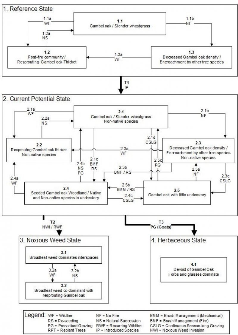 Model diagram