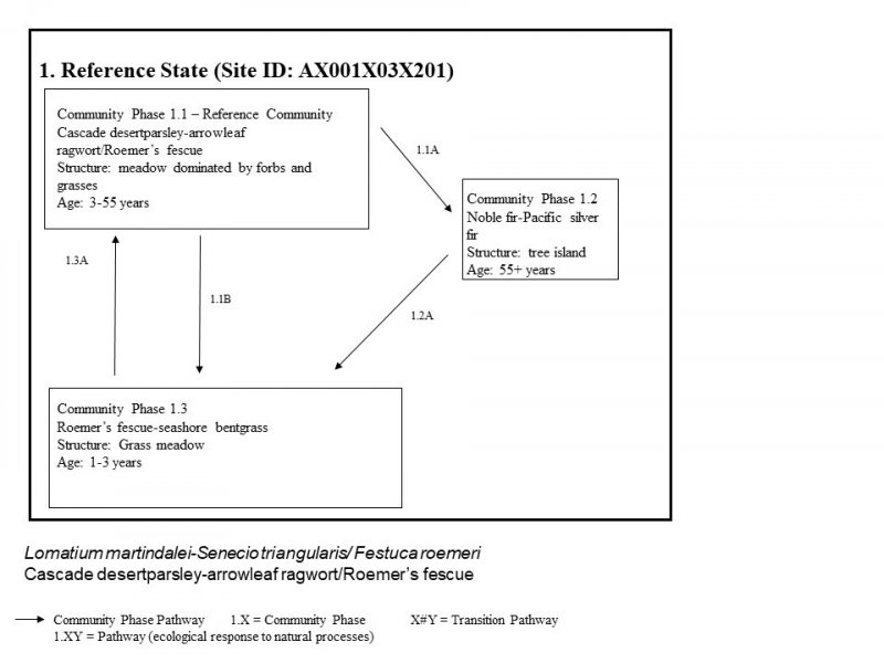 Model diagram