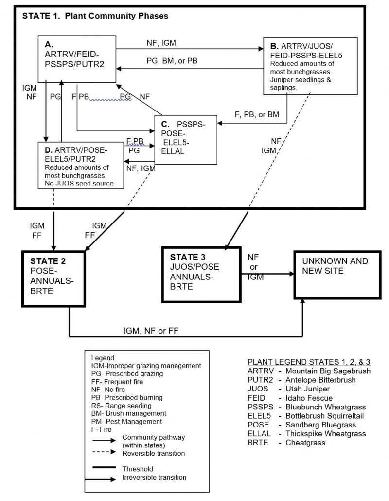 Model diagram