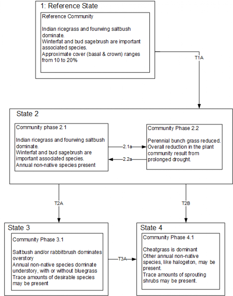 Model diagram