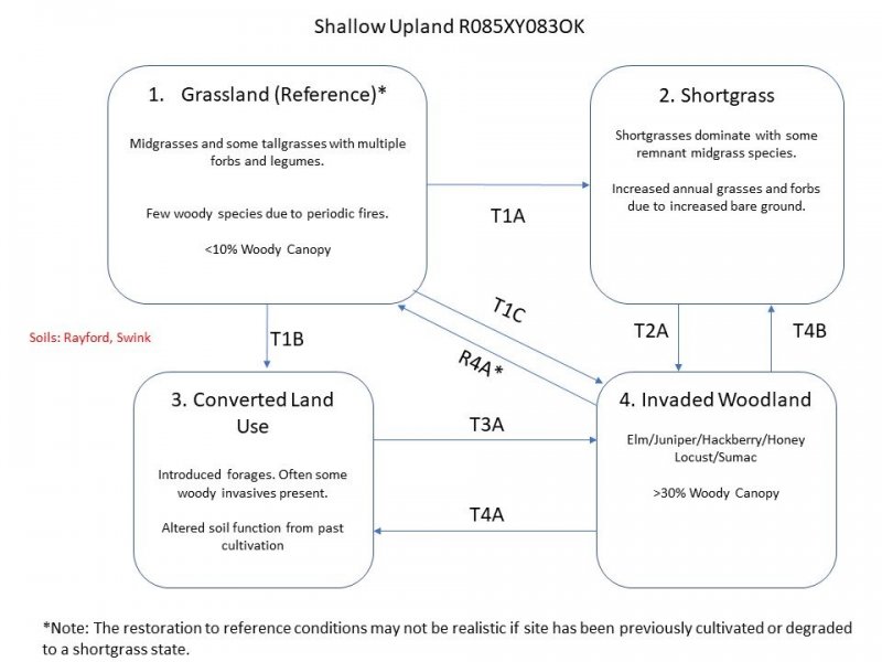 Model diagram