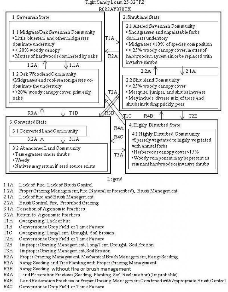 Model diagram