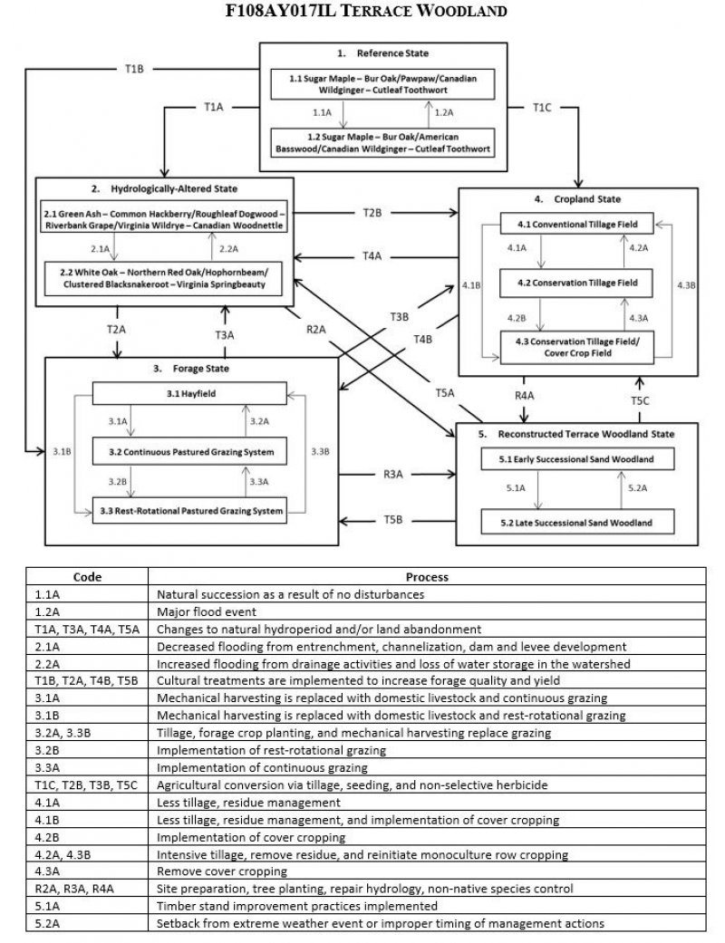 Model diagram