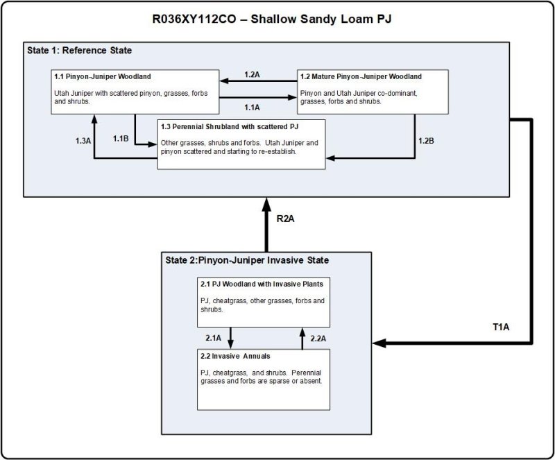 Model diagram