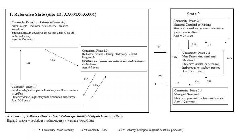 Model diagram