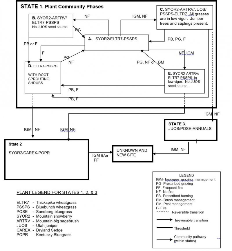 Model diagram