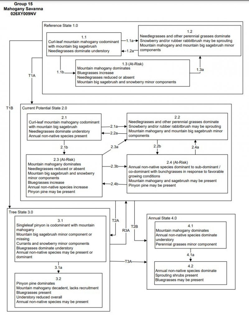 Model diagram