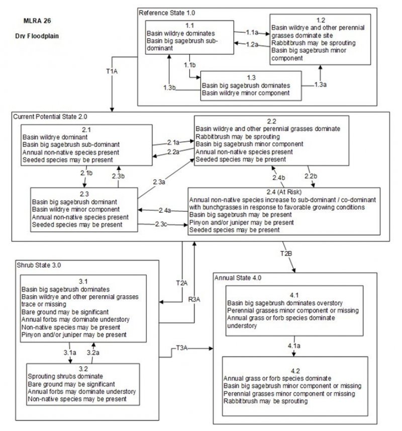 Model diagram