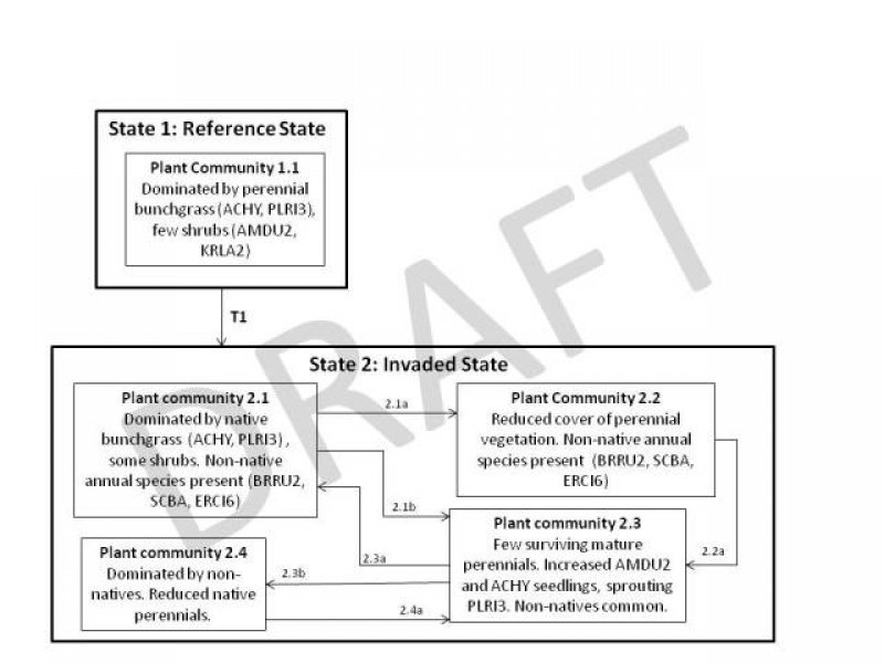Model diagram