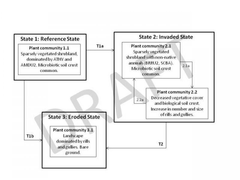 Model diagram