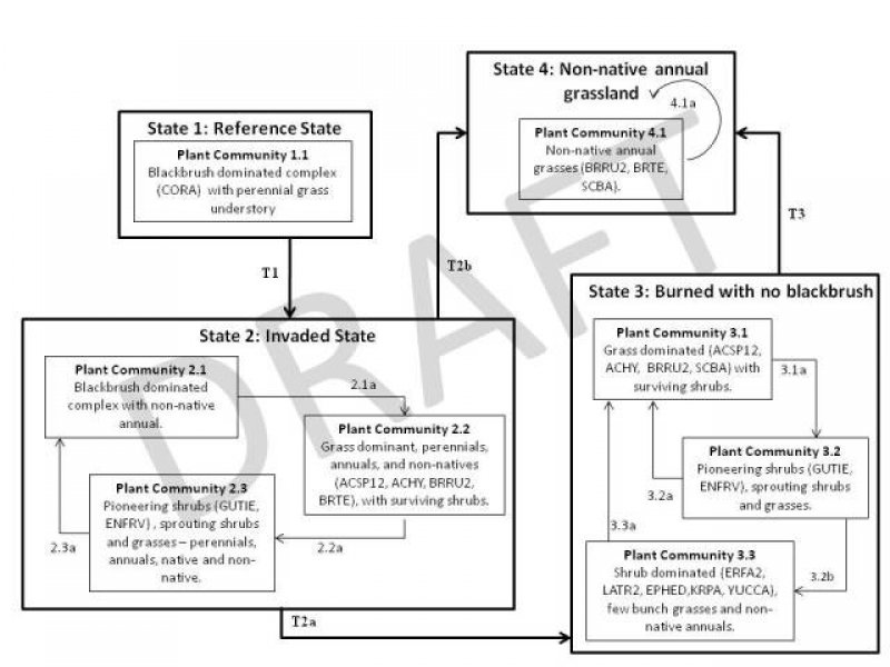Model diagram