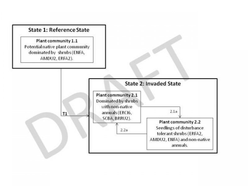 Model diagram
