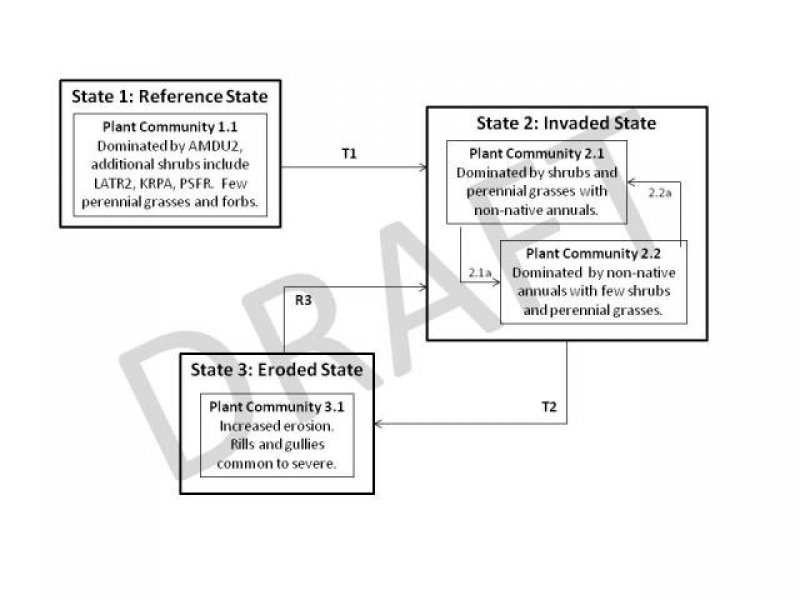 Model diagram