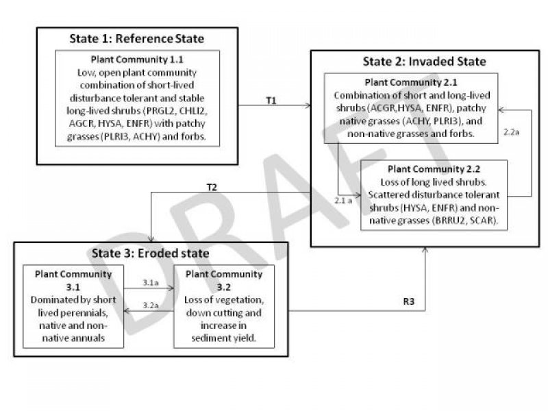 Model diagram