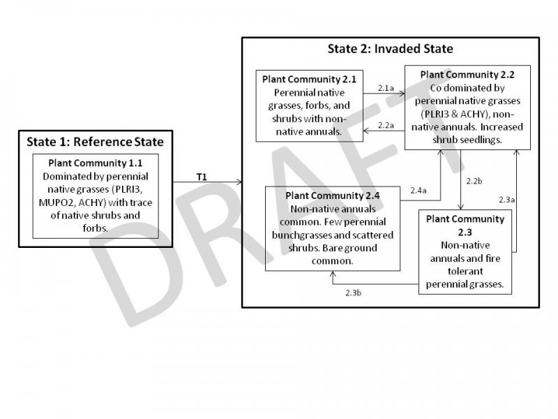 Model diagram