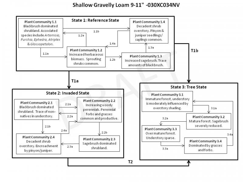 Model diagram
