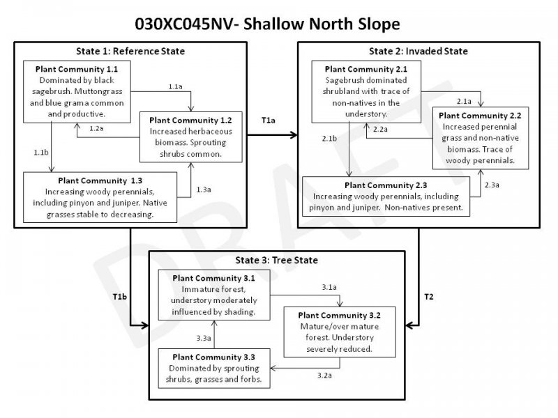 Model diagram