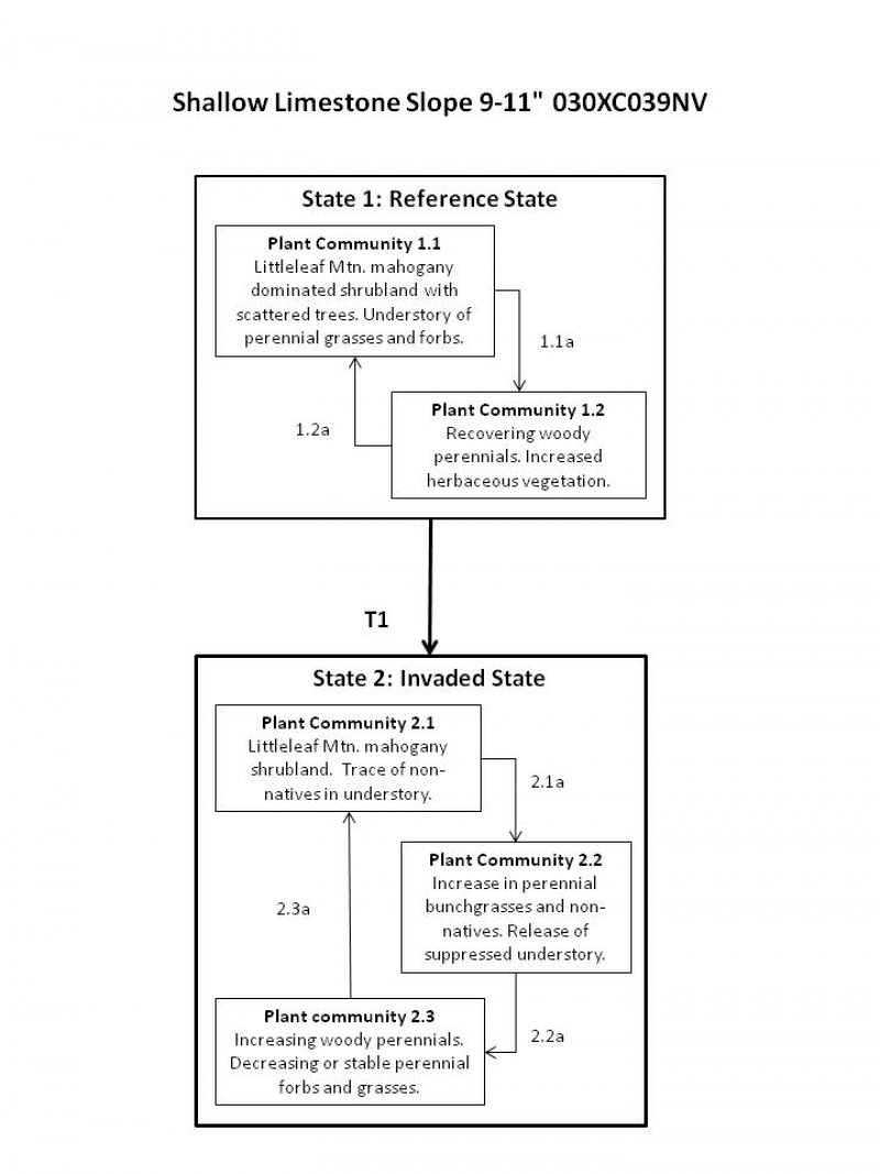 Model diagram