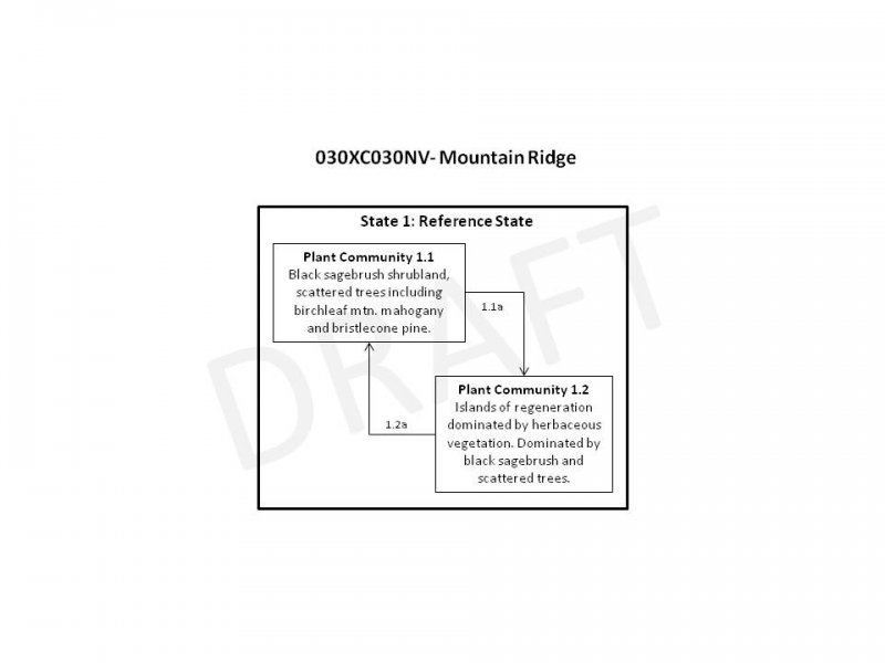 Model diagram