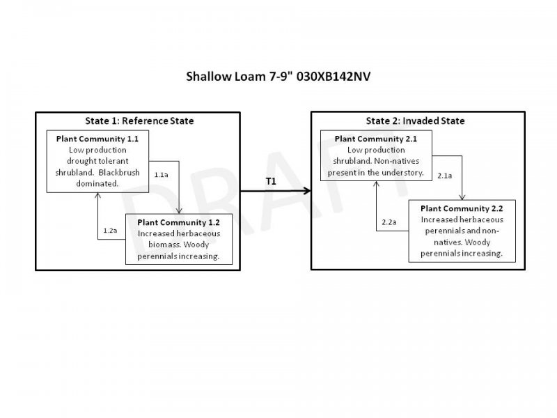 Model diagram
