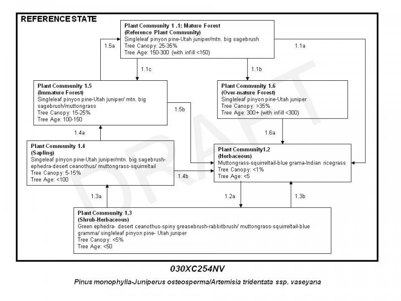 Model diagram