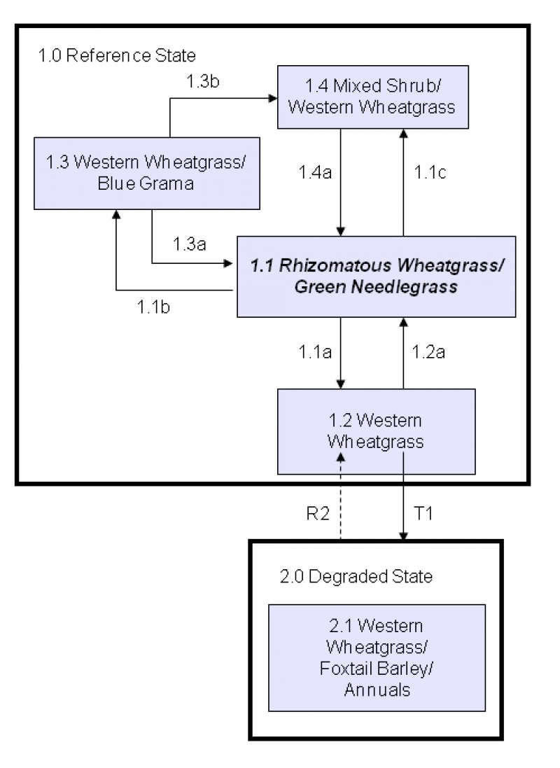 Model diagram