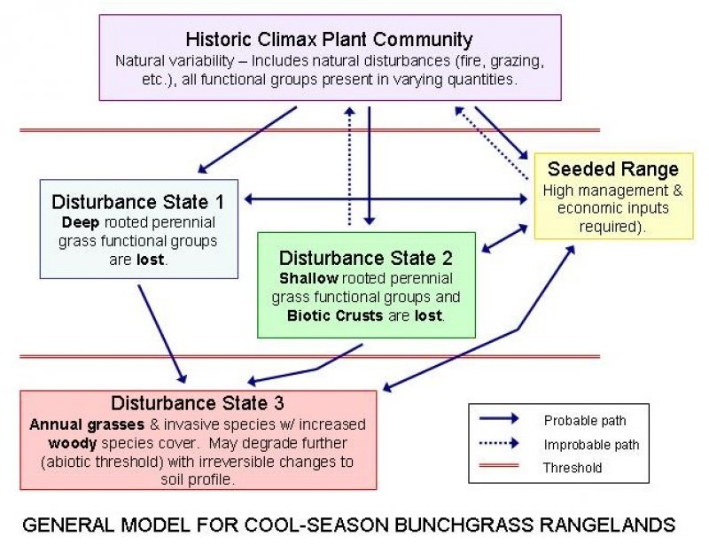 Model diagram
