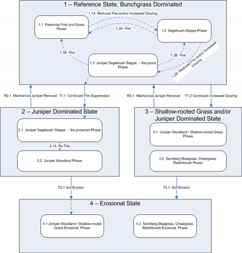 Model diagram