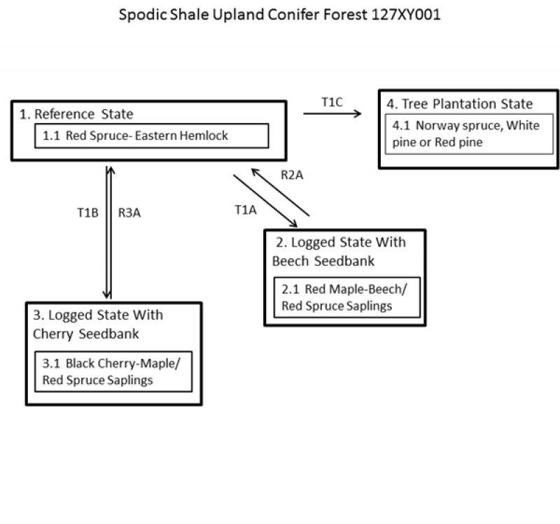 Model diagram