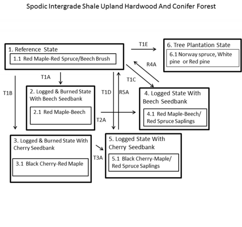 Model diagram